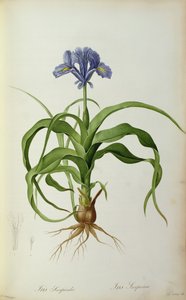 Iris Scorpioides, uit `Les Liliacees